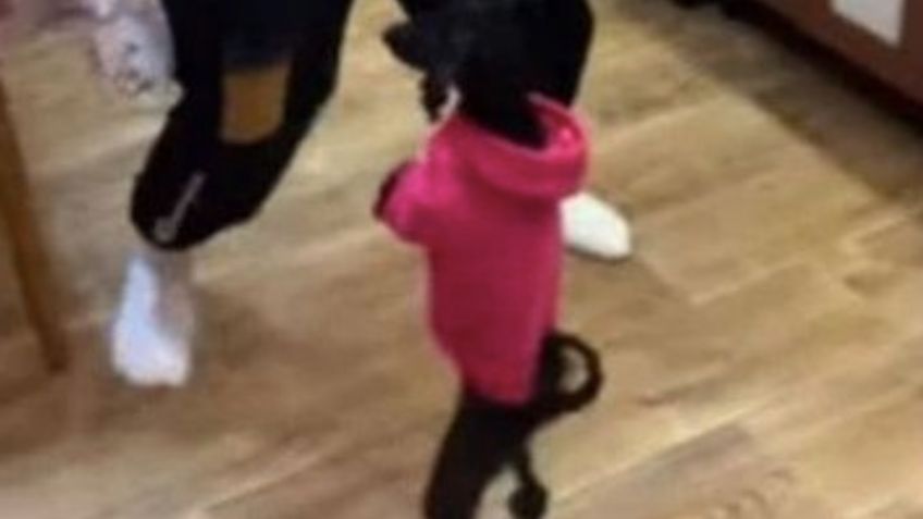 Perrito baila y se convierte en una estrella de las redes sociales: VIDEO VIRAL