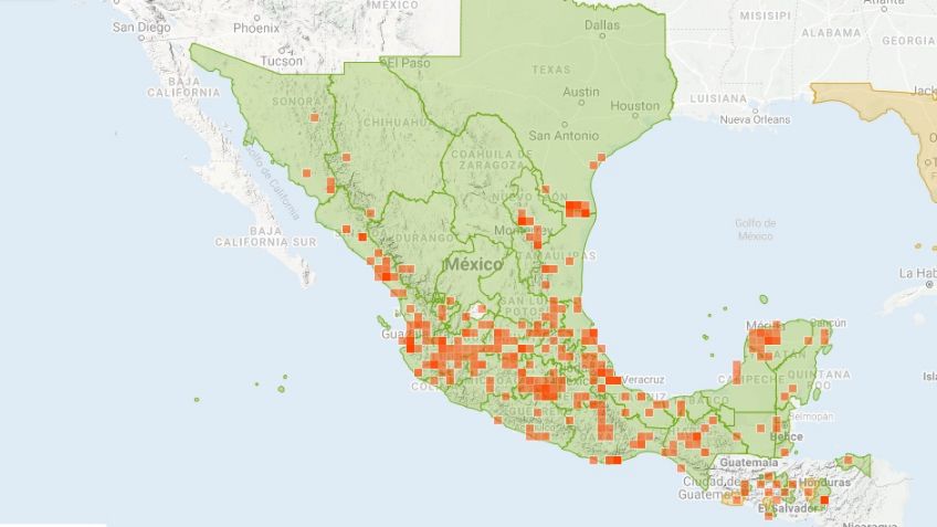 Estas son las especies de avispas y abejas que existen en México: FOTOS