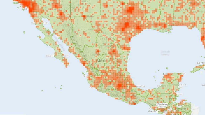 Estas son las especies de avispas y abejas que existen en México: FOTOS