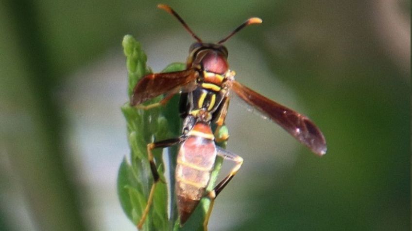 Estas son las especies de avispas y abejas que existen en México: FOTOS