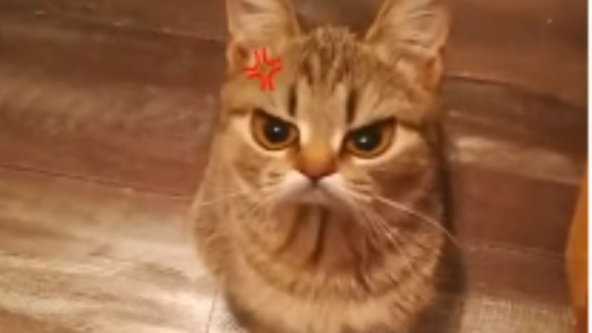 ¡Es hermoso! Este gatito enojón tiene enamorado a TikTok: VIDEO