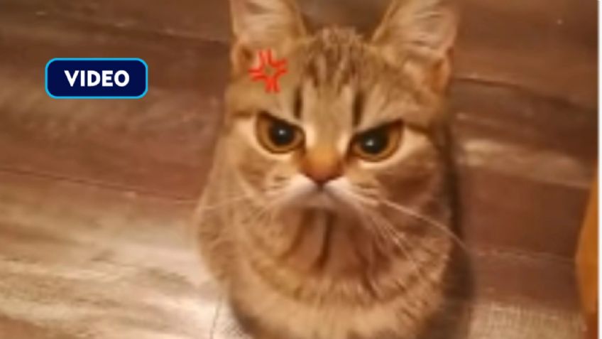 ¡Es hermoso! Este gatito enojón tiene enamorado a TikTok: VIDEO