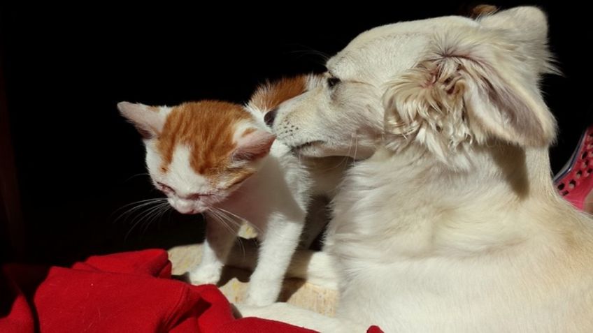 Dieta vegana para perros y gatos, una idea no tan buena