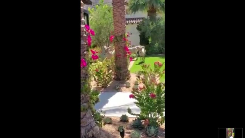 Borregos Cimarrones bajan de la sierra para comer flores en jardines de Baja California Sur