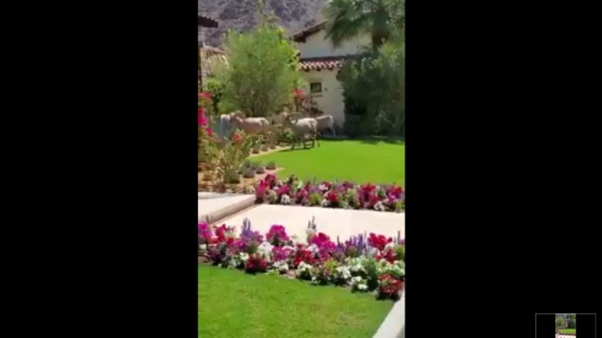 Borregos Cimarrones bajan de la sierra para comer flores en jardines de Baja California Sur