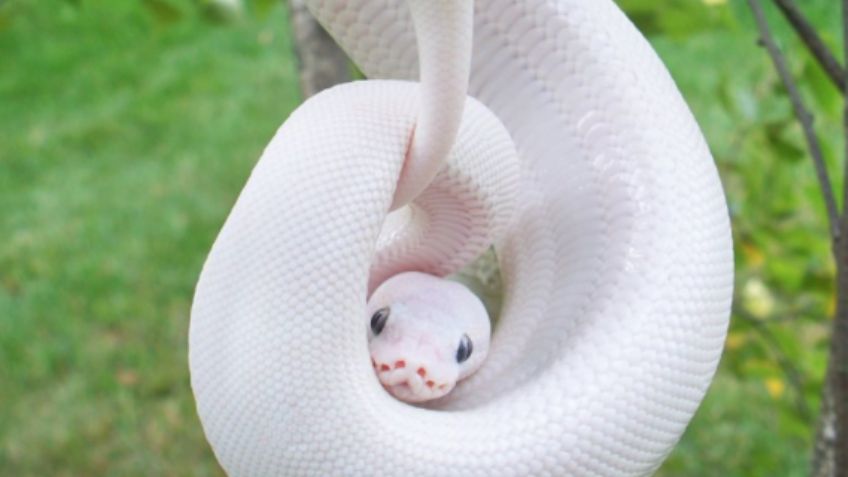 FOTOS de animales albinos; 16 ejemplares exóticos y bellos