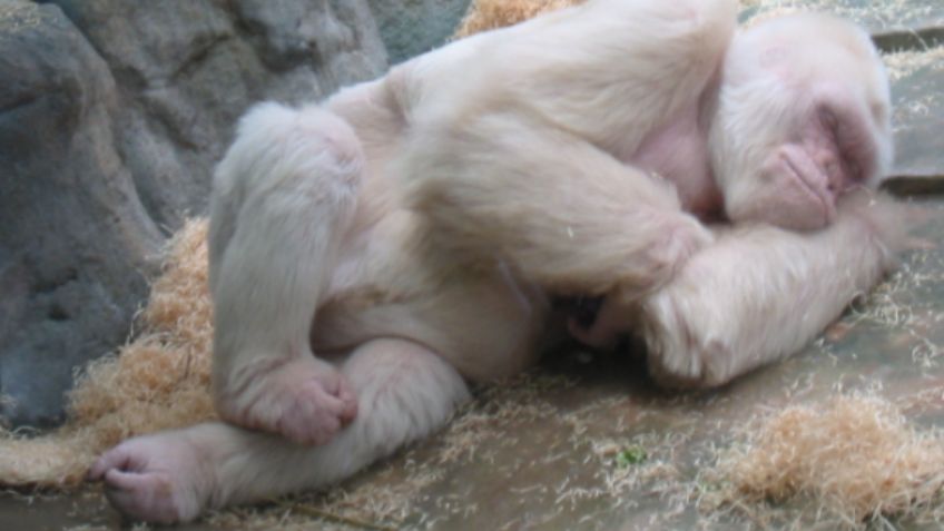 FOTOS de animales albinos; 16 ejemplares exóticos y bellos