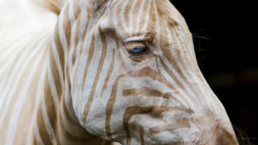 FOTOS de animales albinos; 16 ejemplares exóticos y bellos