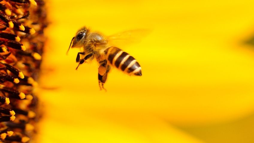 ¡No mates a las abejas! Estos son los alimentos que desaparecerán sin la polinización