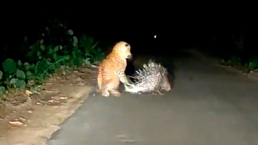 Leopardo recibe una dolorosa lección de un puercoespín: VIDEO