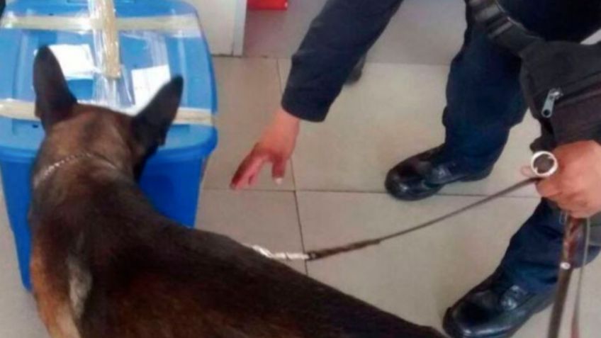 VIRAL: Esto es lo que detectó un perro antidrogas en el aeropuerto