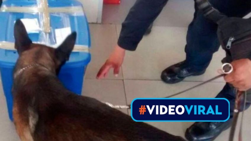 VIRAL: Esto es lo que detectó un perro antidrogas en el aeropuerto