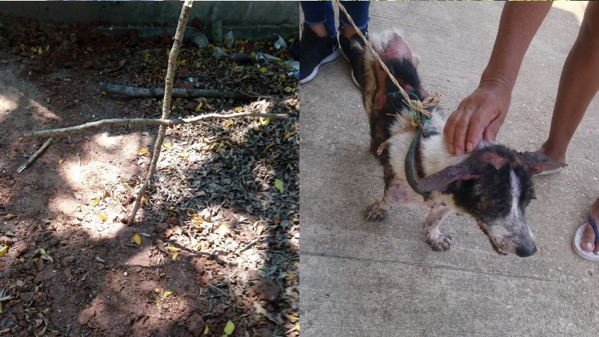 Muere PERRO tras ser ATACADO con agua hirviendo en Minatitlán