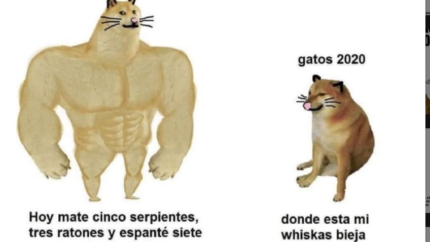 ¿De dónde surge el MEME del perro antes y ahora?