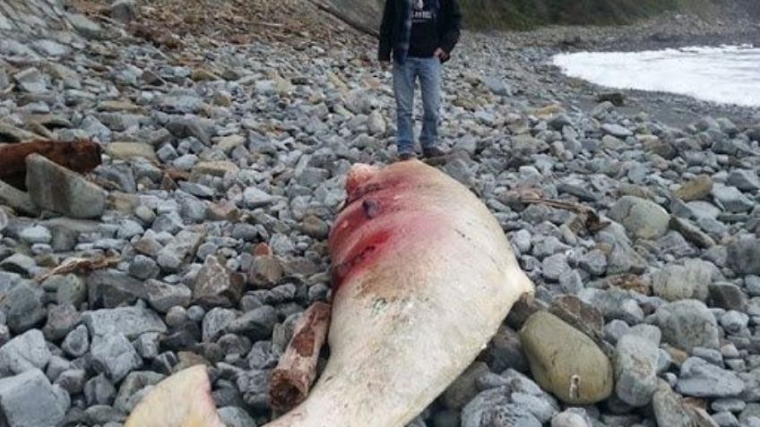 Aparece criatura marina con dientes afilados en playas de California: FOTOS