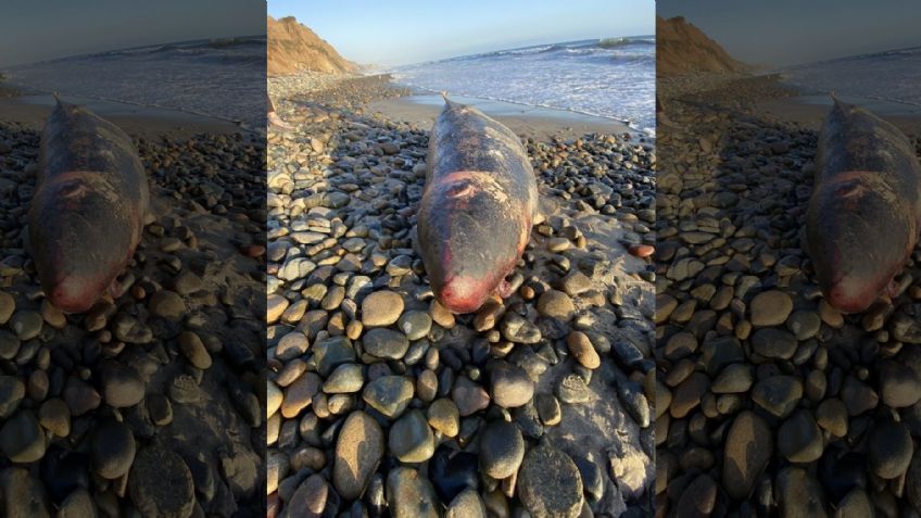 Aparece criatura marina con dientes afilados en playas de California: FOTOS