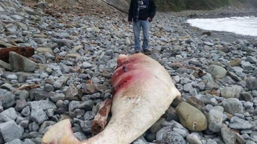 Aparece criatura marina con dientes afilados en playas de California: FOTOS