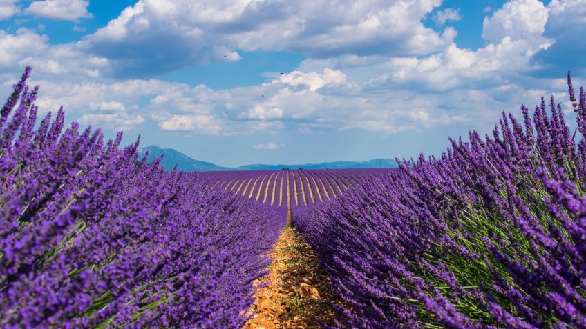 Lánzate a los campos de lavanda ubicados a menos de dos horas de la CDMX