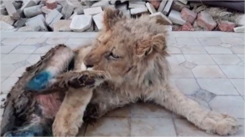 ¿Qué sucede con la humanidad? Rompen patas a cachorro de león para que no escape