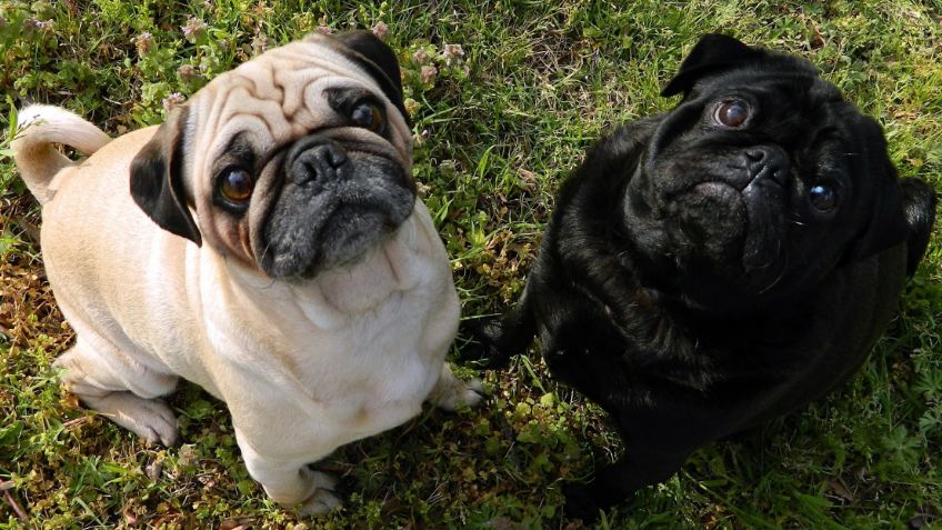 Estos son los PERRITOS más cariñosos del mundo ¡y mejores para niños!