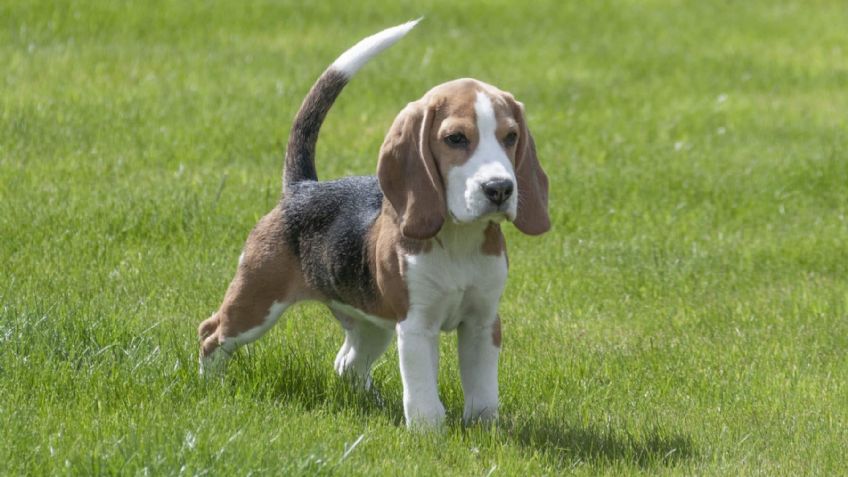 Estos son los PERRITOS más cariñosos del mundo ¡y mejores para niños!