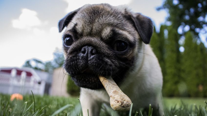 Estos son los PERRITOS más cariñosos del mundo ¡y mejores para niños!