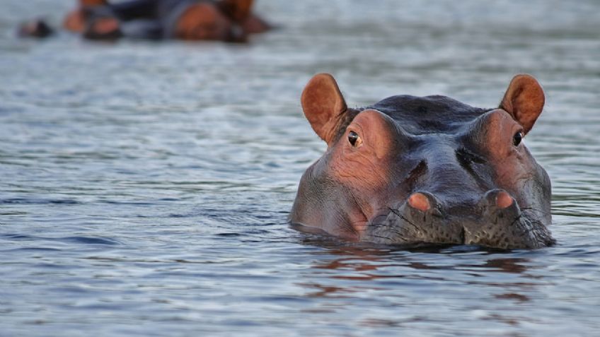 Estos son los animales más PELIGROSOS del mundo, ¿es tu favorito?