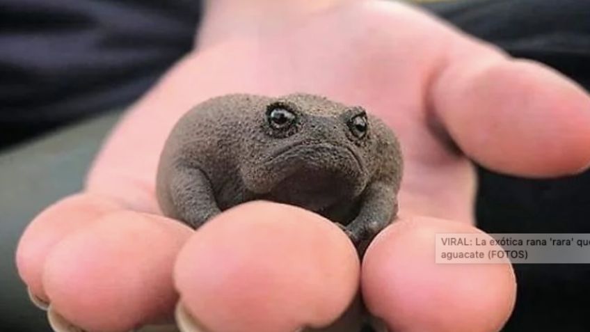 VIRAL: ¡Cuidado! Esta es la exótica RANA que parece un aguacate