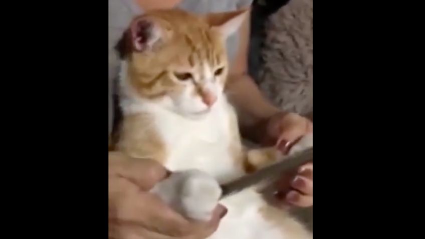 VIDEO VIRAL: Gatito 'roba' el celular de su dueña para ver las caricaturas