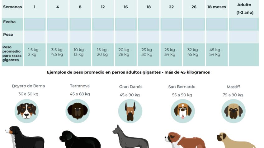 ¿Cómo saber si tu perro tiene sobrepeso?