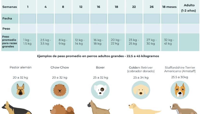 ¿Cómo saber si tu perro tiene sobrepeso?