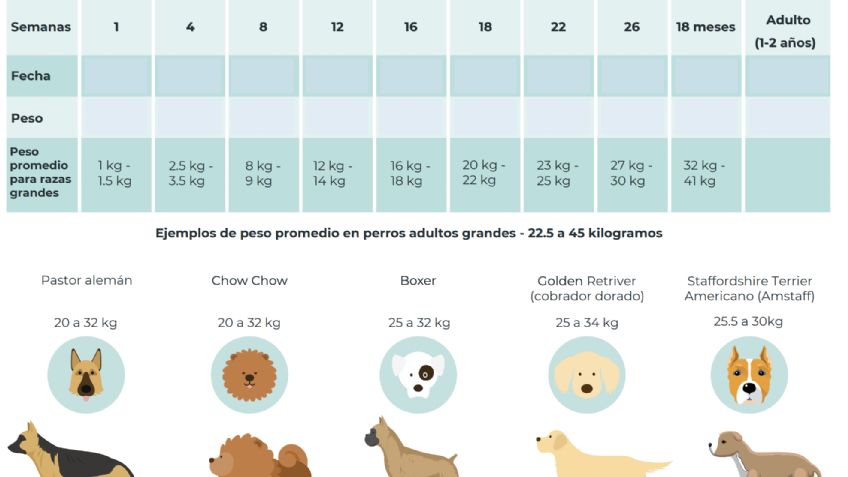 ¿Cómo saber si tu perro tiene sobrepeso?