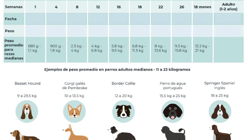 ¿Cómo saber si tu perro tiene sobrepeso?