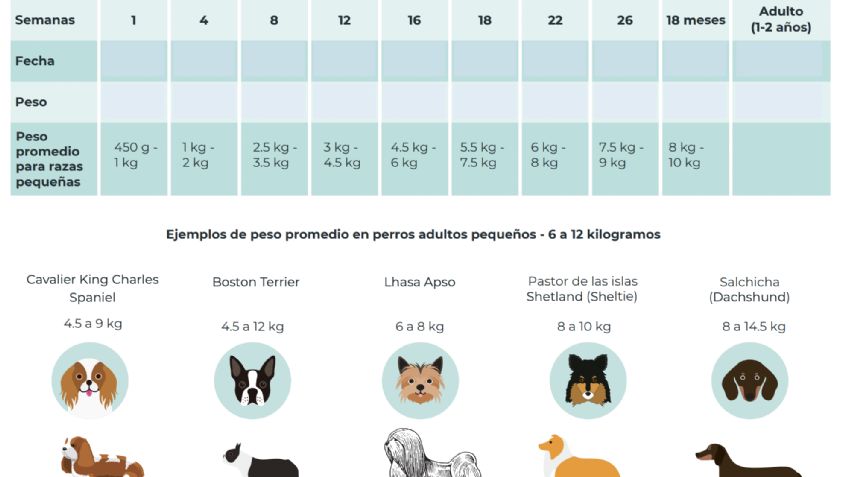 ¿Cómo saber si tu perro tiene sobrepeso?