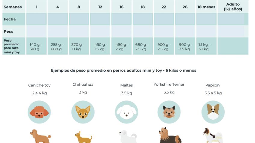 ¿Cómo saber si tu perro tiene sobrepeso?