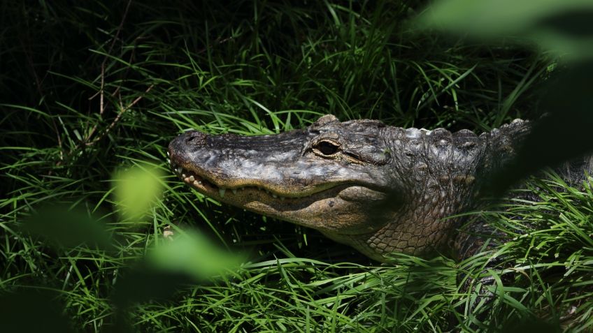 Cocodrilos salen tras tormenta 'Cristóbal” en Yucatán; uno es atropellado