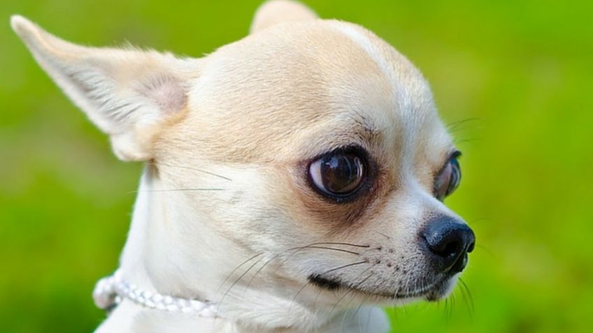 Hay 2 tipos de perro chihuahua; te decimos cuáles son y sus diferencias: FOTOS