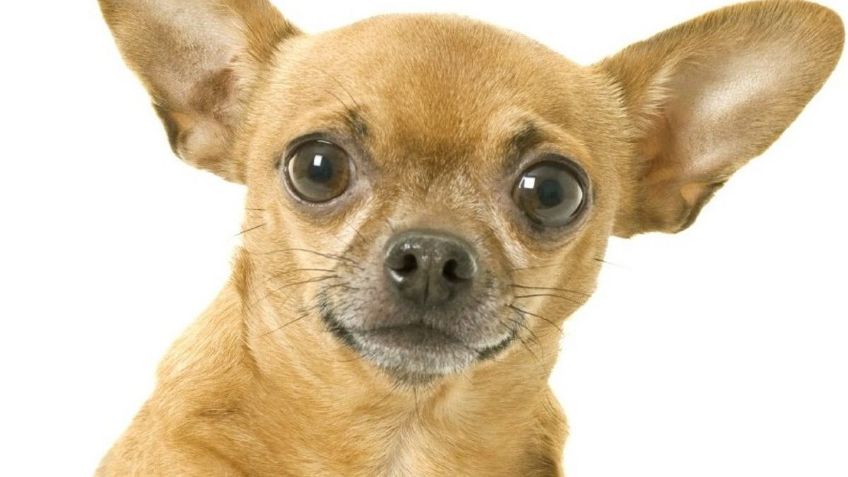 Hay 2 tipos de perro chihuahua; te decimos cuáles son y sus diferencias: FOTOS