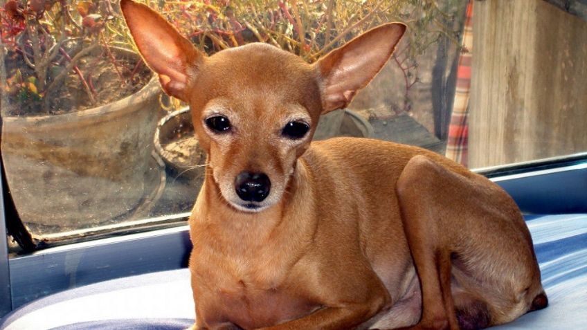 Hay 2 tipos de perro chihuahua; te decimos cuáles son y sus diferencias: FOTOS