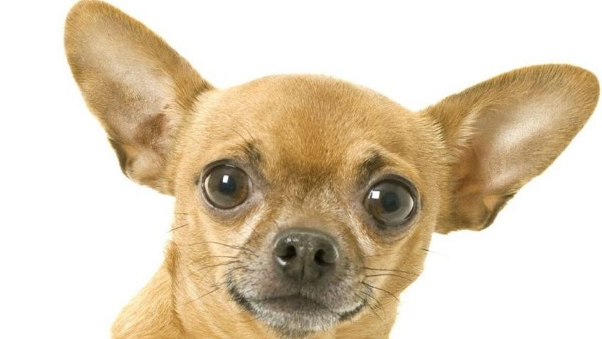 Hay 2 tipos de perro chihuahua; te decimos cuáles son y sus diferencias: FOTOS