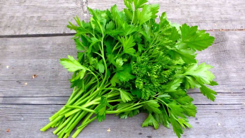 ¿Cuál es la diferencia entre CILANTRO y PEREJIL?