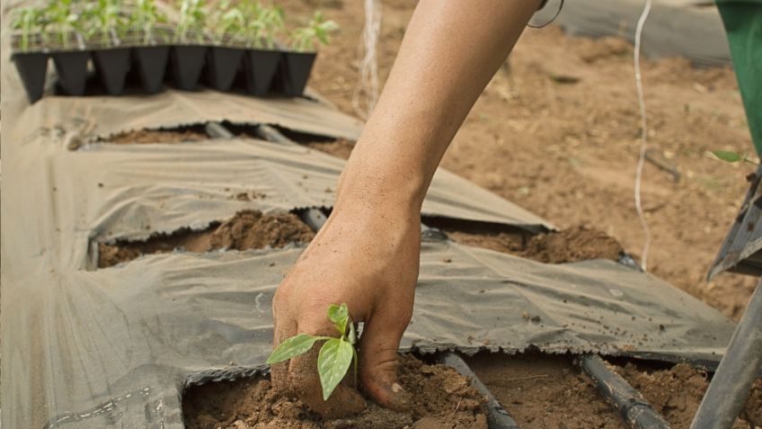 Peligra hasta 40% de la producción de alimentos por falta de glifosato