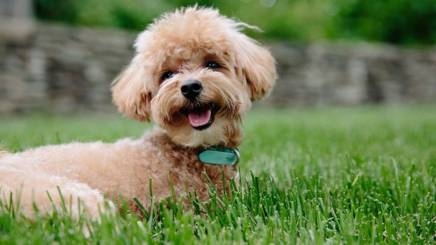 ¿Caniche y French Poodle son lo mismo? Conoce todo sobre estos perros