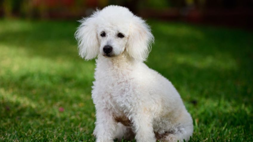 ¿Caniche y French Poodle son lo mismo? Conoce todo sobre estos perros