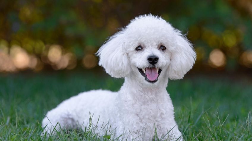 ¿Caniche y French Poodle son lo mismo? Conoce todo sobre estos perros