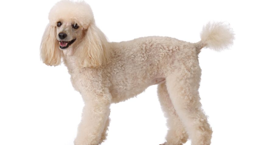 ¿Caniche y French Poodle son lo mismo? Conoce todo sobre estos perros