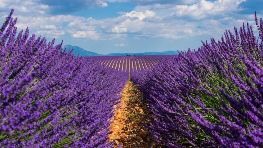 Lánzate a los campos de lavanda ubicados a menos de dos horas de la CDMX