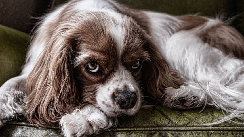 Día Mundial del Perro: ¿Cuándo es en México y por qué se celebra?