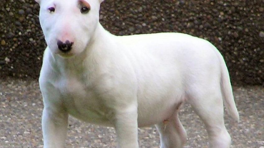 Perros Terrier: Cuántos tipos hay y cuáles son sus principales características