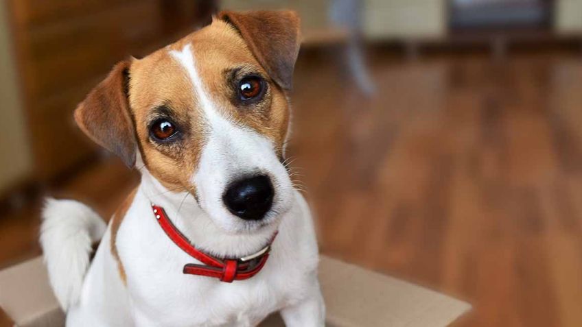 Perros Terrier: Cuántos tipos hay y cuáles son sus principales características